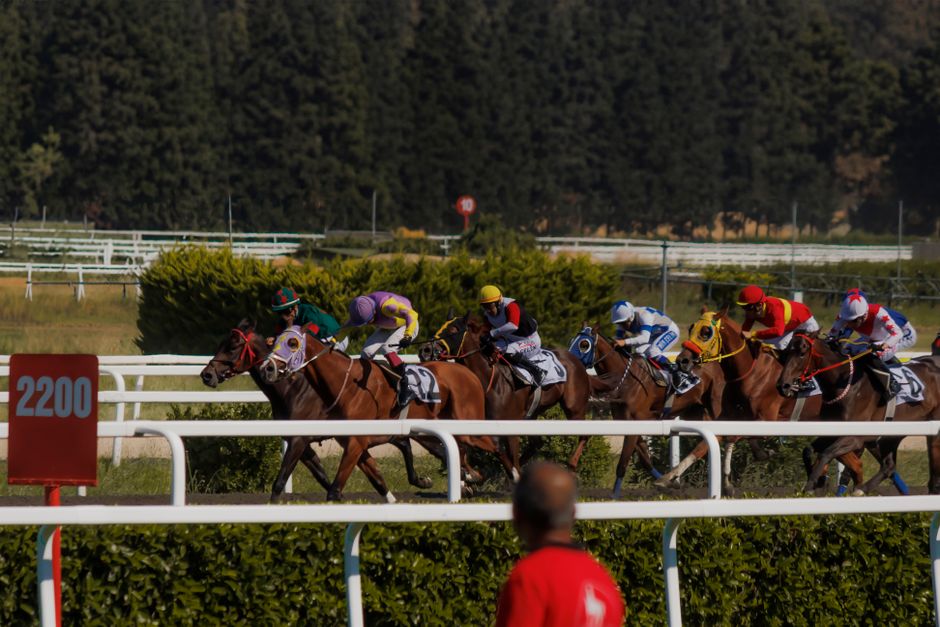 A group of eight racehorses and their jockeys are competing in a thoroughbred race on a grass track, with green foliage and trees in the background and distance markers on the side of the track. The jockeys are wearing colorful silks, including purple, red, yellow, white, and green, and are positioned on their respective horses, which are in mid-stride with their muscles visible. The horses are fitted with saddle cloths, bridles, and protective boots. The racecourse features white fencing along the perimeter and a red marker indicating 2200 meters. In the foreground, a person dressed in red is watching the race, standing behind a hedge that separates the viewing area from the track. The scene captures the action and movement typical of horse racing, with the horses in a close grouping during the home stretch of the race, support for Epsom Downs racecourse events evident through the surroundings, and the focus on the mechanics of racing and horse transportation, relevant to the services provided by Man and Van Epsom in house removals and moving logistics.